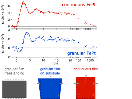 The different transient strain dynamics in continuous and granular FePt thin films (top) are connected to the their different morphological constraints (bottom).