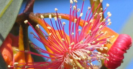 Blüte von Eucalyptus torquata