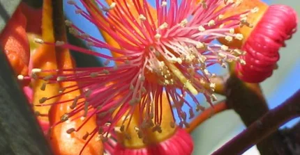 Blüte von Eucalyptus torquata