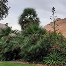 Kibbuz En Gedi.