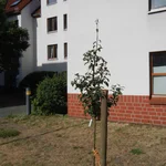 Birne Luise hat sich eingelebt.