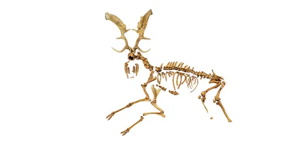 Skelett eines warmzeitlichen, rund 120.000 Jahre alten Damhirsches (Dama (dama) geiselana) von Neumark-Nord.
