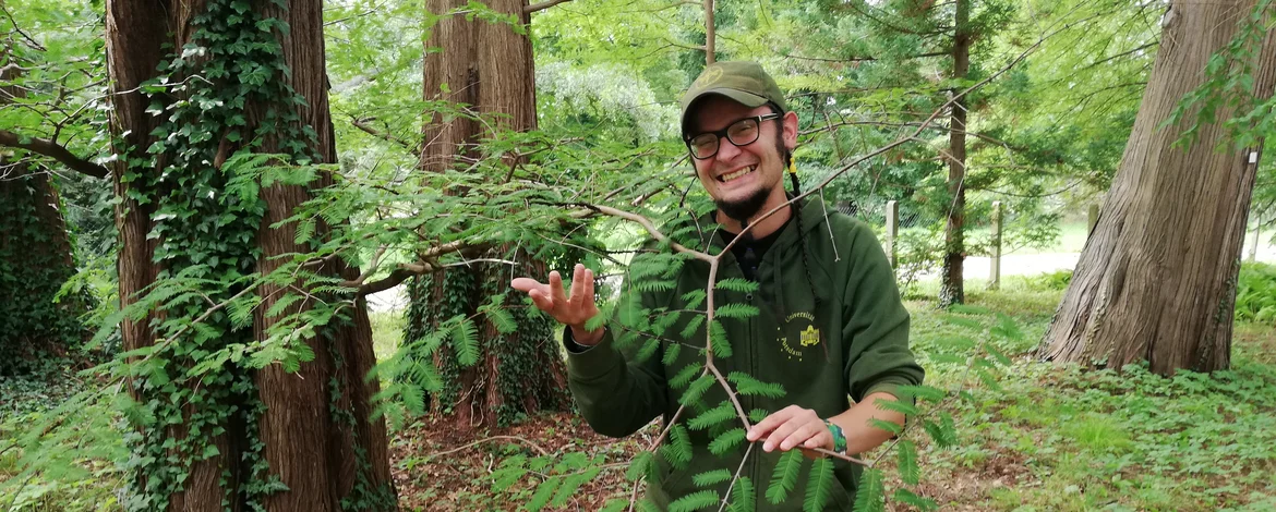 Steffen Ramm steht vor einem Urwaldmammutbaum und zeigt einen Ast mit feiner Benadelung