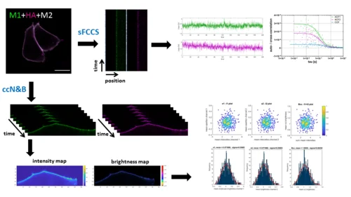 sFCCS and ccN&B in cells