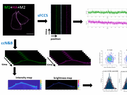 sFCCS and ccN&B in cells