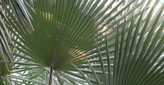 Von Sellow entdeckte Fächerpalme Trithrinax brasiliensis (Botanischer Garten)