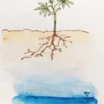 Drawing of a plant with roots and groundwater level below | Picture: Lena Scheiffele