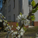 Mirabelle Nancy blüht im April 2020.