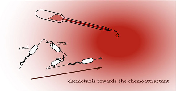 Schematische Darstellung eines Bakteriums mit Flagellen, das sich auf zwei verschiedene Arten (push bzw. wrap) in Richtung eines Lockstoffes bewegt. | Abbildung: Dr. Robert Großmann