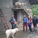 Besuch bei Nadir und Nuvola (Hirtenhund) mit seinen vier neuen französischen Ziegen. 