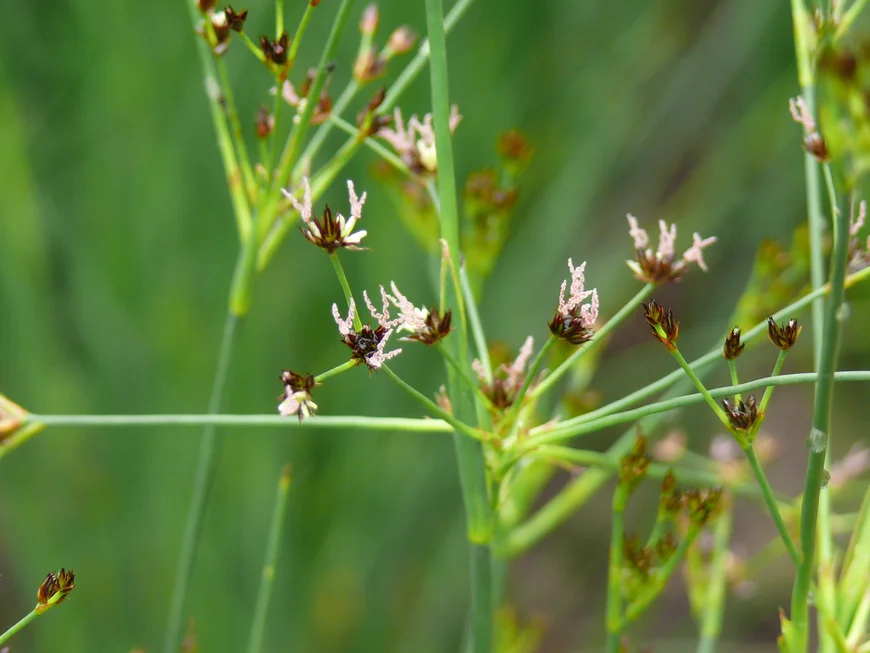 Erhaltungskultur der Schwarzen Binse (Juncus atratus).