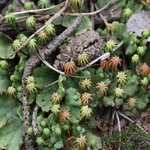 Brunnenlebermoos