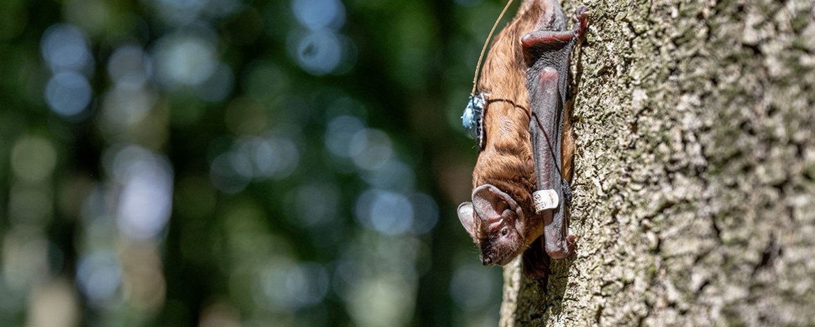 Großer Abendsegler (Fledermausart) mit miniaturisiertem Sender kopfüber an einem Baum sitzend - 