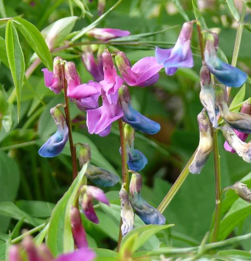 Lathyrus vernus