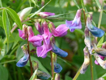 Lathyrus vernus