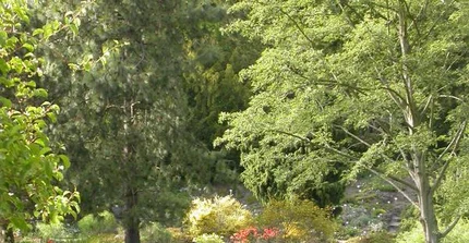 Teich im Wassergarten