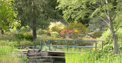 Teich im Wassergarten