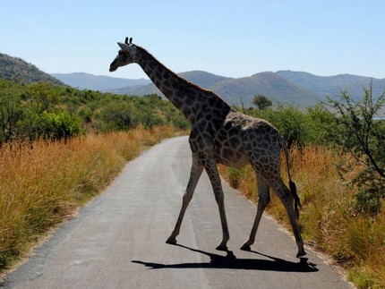 Eine Giraffe läuft über eine Straße in Afrika. Foto: Arne Peters