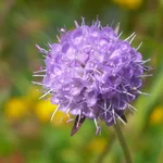 Succisa pratensis