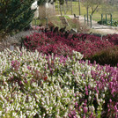 Erica herbacea