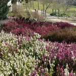 Erica herbacea