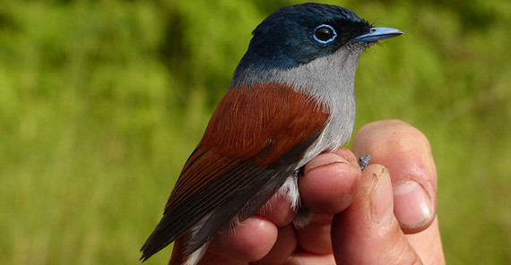 Mascarene paradise flycatcher. | Photo: Christophe Thebaud