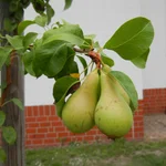 Birne Conny trägt Früchte im Spätsommer 2019!