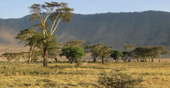 Der Ngorongoro am Rande der Serengeti in Tansania ist Heimat einer vielfältigen Tierwelt. Klimawandel führt hier allerdings zu dramatischer Wasserknappheit, Vegetationsveränderungen, Verlust der Biodiversität und wiederkehrenden Krankheiten, die das fragile Ökosystem gefährden. | Bildrechte: Martin Trauth