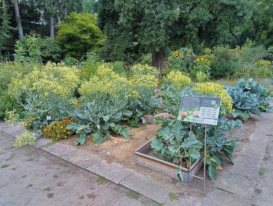 Beet mit verschiedenen Einfassungen zum Experiment