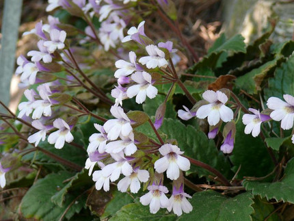 Haberlee - Haberlea rhodopensis