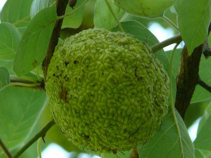 Maclura pomifera