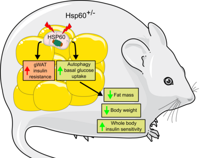 Reduction of HSP60 in mice increases adipose tissue insulin resistance, leads to increased autophagy and basal glucose uptake, finally decreaseing overall fat mass and body weight.,