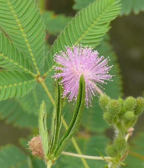 Mimose - Mimosa pudica