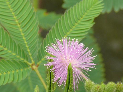 Mimose - Mimosa pudica