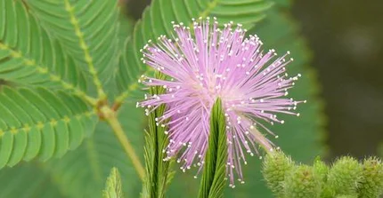 Mimose - Mimosa pudica_M. Burkart