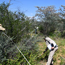 Vegetation Surveys