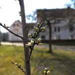 Zwetschge Zoe hat grüne Knospen Ende März 2020.