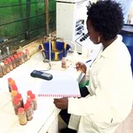 Gannouka in the lab