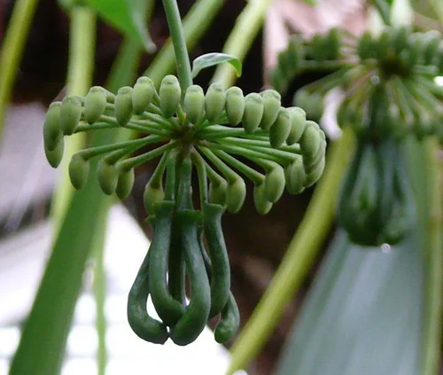 Marcgravie - Marcgravia coriacea