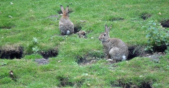 Rabbit | Photo: S. Kriesten