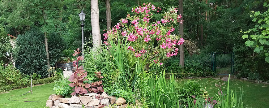 Blick in den Garten mit Steingarten, Rasen und rosa blühenden Pflanzen.