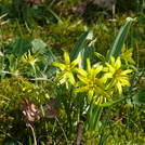 Gagea lutea