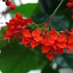 Prächtiger Losbaum - Clerodendrum splendens