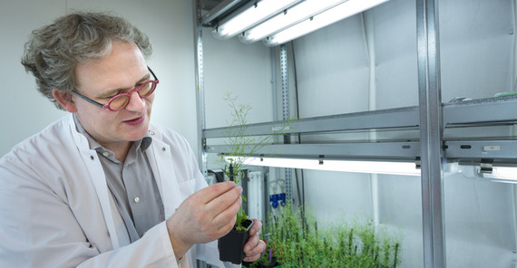 Markus Grebe looks at an eight-week-old Arabidopsis thaliana in the plant room. Photo: Thomas Roese.