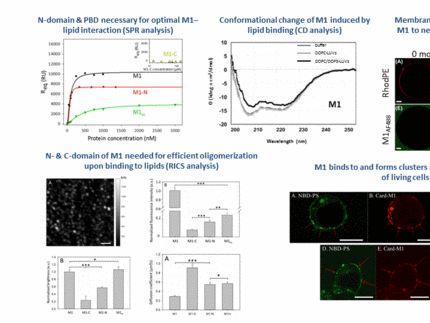 Interaction between M1 and lipids