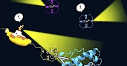 U-Boote, die verschiedene amphiphile Cu(II)-Komplexe symbolisieren, sind auf der Suche nach Proteinen zwecks deren Spaltung