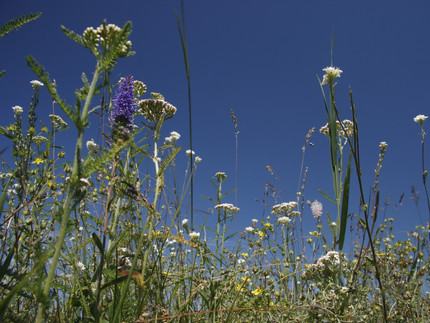 Eine blühende Wiese