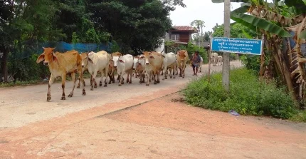 Kuhherde in Thailand