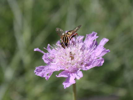 hellblaue Korbblüte mit Schwebfliege
