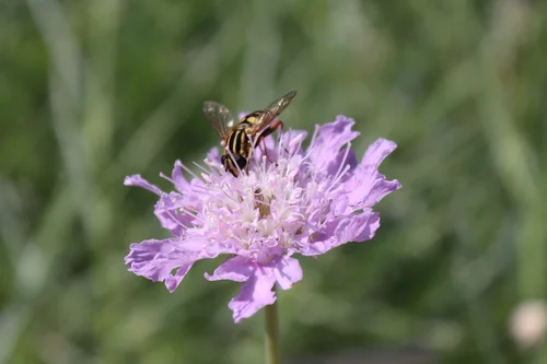 hellblaue Korbblüte mit Schwebfliege